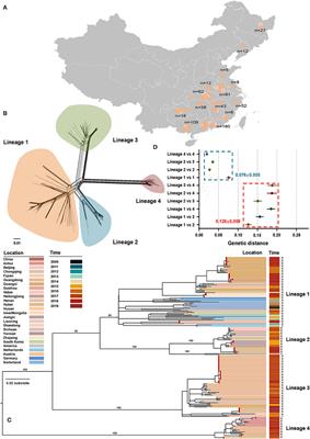 The Diversity and Spatiotemporally Evolutionary Dynamic of Atypical Porcine Pestivirus in China